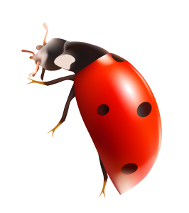 ladybug PNG image-3968